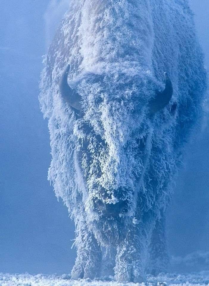 Wildlife near Yellowknife