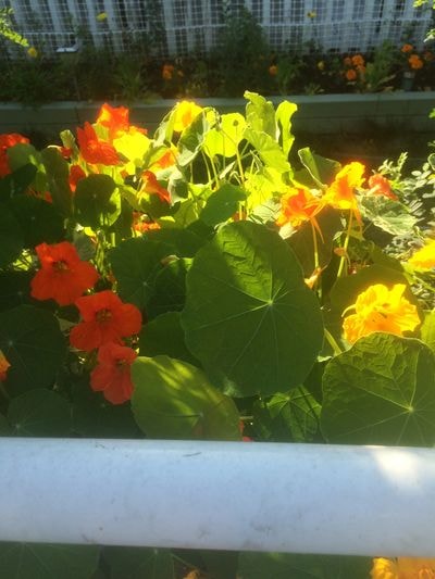 Embleton House garden flowers in bloom